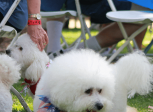 5 Fluffy Dog Growth Stocks To Buy If Markets Keep Falling