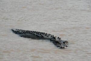 Feral Pigs Have Helped Save Crocodile Populations